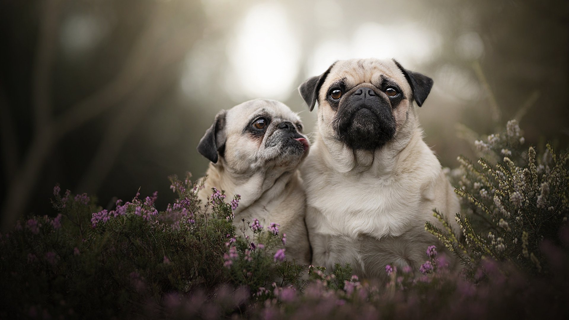 中国足球职业联赛完善多队并行战术验证流程，足球联赛队伍