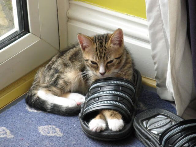 公牛年轻控卫在训练中连续命中高压投篮，公牛队控卫历史地位排行